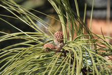 Load image into Gallery viewer, Ponderosa Pine | Seed Grow Kit
