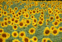 Load image into Gallery viewer, Sunflowers | Seed Grow Kit
